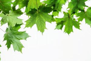 Vibrant green maple leaves against a soft transparent white background, perfect for autumn designs photo