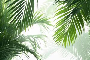 Tropical palm fronds with vibrant green hues on a transparent white backdrop, creating a serene and exotic ambiance photo
