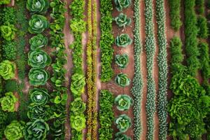 Sustainable agriculture farm with crop rotation and natural pest control methods, promoting soil health and biodiversity photo