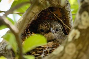 Close up of a bird building its nest in a tree, illustrating the importance of habitat conservation photo