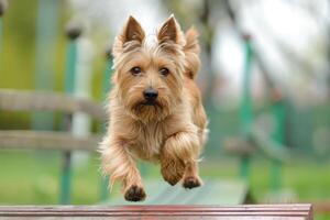 Dog confidently navigating a balance beam during agility training photo