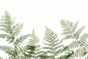 A close up of green leaves with a white background. The leaves are arranged in a way that creates a sense of depth and movement. The image conveys a feeling of growth and vitality photo