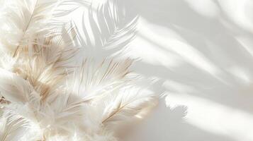Intricate boho feathers adding depth and texture to a minimalist white backdrop photo