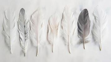 Delicate bohemian feathers arranged in a graceful composition on a clean white canvas photo