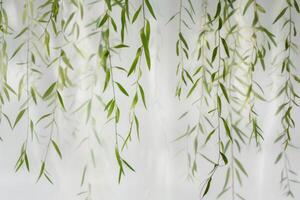 Graceful willow leaves hanging gently on a transparent white surface, symbolizing resilience and adaptability photo