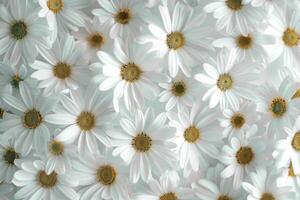 A close up of a bunch of white flowers with a yellow center. The flowers are arranged in a way that they look like they are in a field. The image has a peaceful and calming mood photo