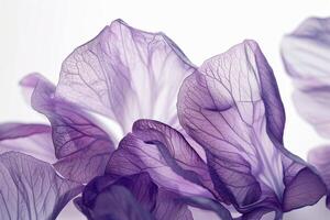 Graceful violet petals with delicate textures on a transparent white backdrop, symbolizing modesty and humility photo