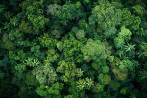 Lush green forest canopy, showcasing the beauty of untouched nature photo