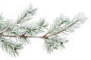 Frost-covered pine branches on a soft transparent white background, evoking a sense of winter tranquility photo