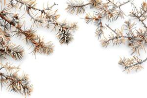 Rustic pine branches with woody textures on a transparent white background, evoking images of winter landscapes photo