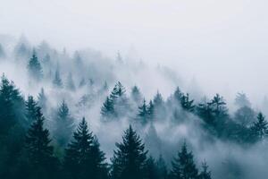 Rolling fog in a foggy forest photo
