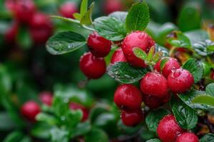 Tart lingonberry with vibrant red color and tangy, juicy flavor, adding brightness to any composition photo