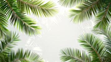 A close up of a palm tree with its leaves spread out. The image has a calming and serene mood, as the palm tree's leaves create a sense of peace and tranquility photo