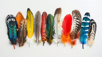 Feathers with a bohemian twist arranged in a captivating display on a pure white backdrop photo