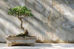 Traditional bonsai pot on a soft transparent white surface, perfect for gardening-inspired graphics photo