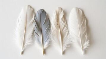 Boho-inspired feathers creating a serene and tranquil ambiance on white photo