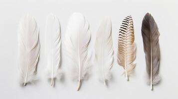 Boho-inspired feathers creating a serene and calming atmosphere against white photo