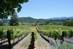 A lush vineyard, with rows of grapevines and picturesque views photo