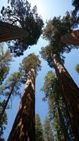 Towering sequoia forests inspiring a sense of wonder photo