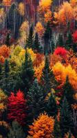 Vibrant autumnal forests ablaze with color photo