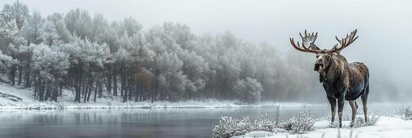 Male horned moose in field with snow near a river in winter on a forest background photo