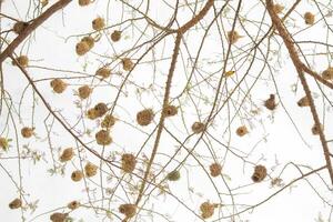 Weaver bird weaver finches building nest photo
