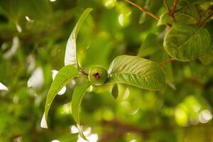 Three guava are on the tree branch photo