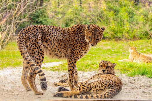 two cheetahs are resting nearby on the green grass, close up photo