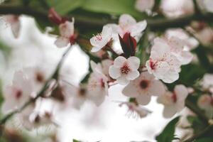 Fowers of the cherry or apple blossom. Sakura flower. photo