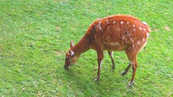 A small deer grazes on the grass. Deer is in green grass. photo