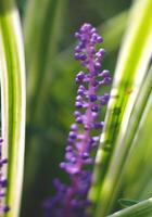 Purple spring flower. photo