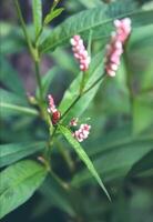 Ladybug is in green leaves. Little flowers and ladybug. photo