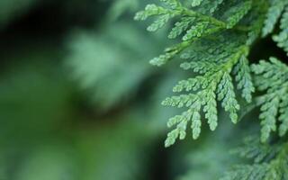 Dark green leaves. Background with green leaf. photo