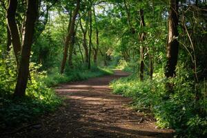 A serene woodland trail, with dappled sunlight and winding paths photo