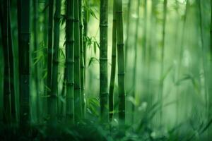 A serene bamboo grove, with tall stalks rustling in the breeze photo