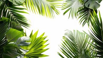 A close up of a leafy green plant with a white background. Concept of calm and tranquility, as the lush green leaves seem to be reaching out towards the sky photo