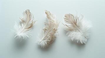 Boho chic feathers floating elegantly on a minimalist white surface photo