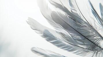 Boho-inspired feathers creating a serene and tranquil ambiance on white photo
