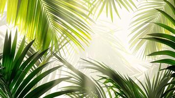 A lush green palm tree with leaves that are spread out and reaching for the sky photo