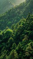 Lush forests clinging to mountain slopes photo