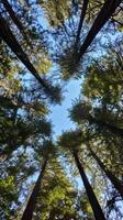 Towering redwoods reaching for the sky photo