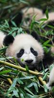 Curious baby pandas rolling around in piles of bamboo leaves, their black-and-white fur fluffy and soft photo