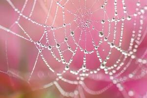 Crystal-clear water droplets caught in the delicate strands of a spider's web photo