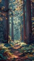 Peaceful cedar forests perfumed with resin photo