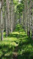 Tranquil aspen groves shimmering in the wind photo