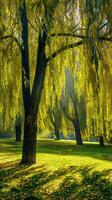Majestic willow forests alive with the sound of rustling leaves photo