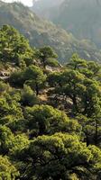 Dense juniper forests clinging to arid slopes photo