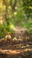 Charming baby ducklings waddling after their mother in a row photo