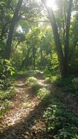 Sun-dappled forest paths inviting exploration photo