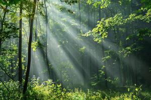 Tranquil forest scene with sunlight filtering through the trees, inviting viewers to relax and let go of stress photo
